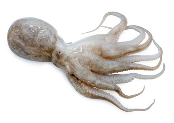 Fresh Baby Octopus on white background, Raw Baby Octopus  seafood isolate on white with clipping path.