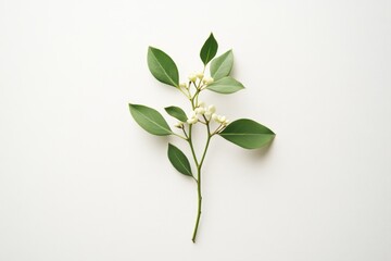 Obraz premium A Sprig of Green Leaves with White Buds on a White Background