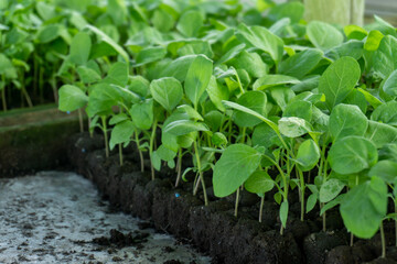 A green seedling tray with small plants, commonly used as commercial agriculture fruit production.
