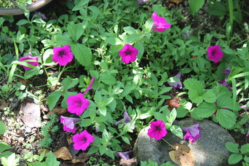 plant, nature, garden, leaf, leaves, flora, plants, gardening, fresh, green