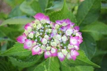 Image of hydrangeas blooming on the Daecheongcheon Trail