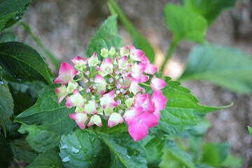 Image of hydrangeas blooming on the Daecheongcheon Trail