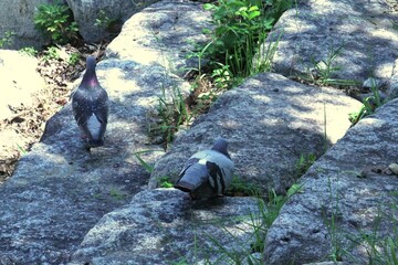Image of pigeons searching for food on the Daecheongcheon trail