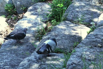 Image of pigeons searching for food on the Daecheongcheon trail