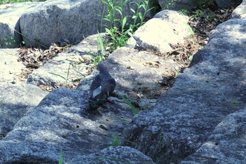 Image of pigeons searching for food on the Daecheongcheon trail