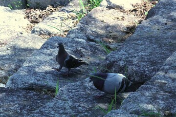 Image of pigeons searching for food on the Daecheongcheon trail