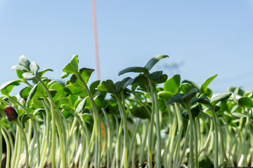 Germination tray watermelon fruit vine sprouts, species citrullus lanatus, commonly used as commercial agriculture fruit production.