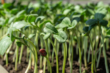 Germination tray watermelon fruit vine sprouts, species citrullus lanatus, commonly used as commercial agriculture fruit production.