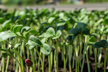 Germination tray watermelon fruit vine sprouts, species citrullus lanatus, commonly used as commercial agriculture fruit production.