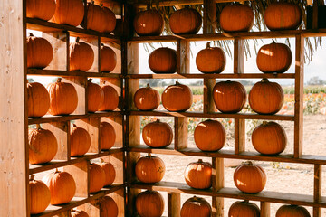 rows of orange pumpkins