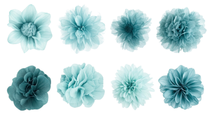 Teal and Turquoise Abstract Floral Shapes on Clear Background Generative AI