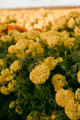 yellow marigolds field