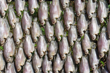 Obraz premium The process of making salted fish or dried fish from South Kalimantan, Indonesia, which is dried in the sun.