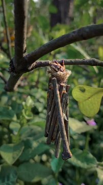 bagworm moth caterpillar on a stick.