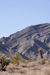 Naklejka premium landscape in the desert