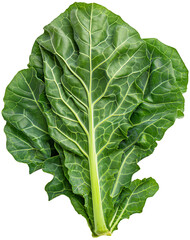 Collard Greens vegetable isolated Design - Collard Plant illustration on a white background