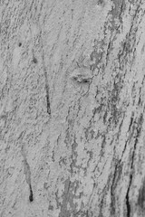 Obraz premium Eucalyptus tree bark texture, Bark of eucalyptus tree, seamless texture, a eucalyptus tree bark texture background image