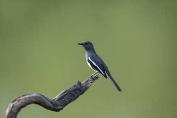 Oriental magpie robin , A bird is sitting on a branch