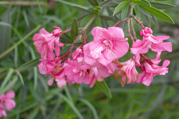 Nerium oleander in bloom, Pink siplicity bunch of flowers and green leaves on branches, Nerium Oleander shrub Pink flowers, ornamental shrub branches in daylight, bunch of flowers closeup