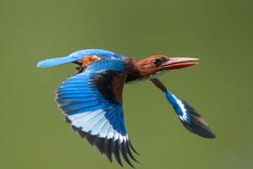 White-throated Kingfisher, A bird with beautiful wings is flying