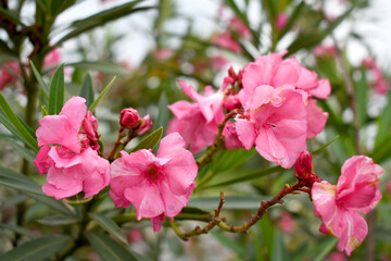 Nerium oleander in bloom, Pink siplicity bunch of flowers and green leaves on branches, Nerium Oleander shrub Pink flowers, ornamental shrub branches in daylight, bunch of flowers closeup