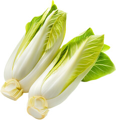 Chicory vegetable isolated Design - Chicory Plant illustration on a white background