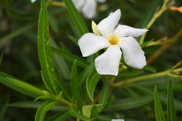 Nerium oleander in bloom, White siplicity bunch of flowers and green leaves on branches, Nerium Oleander shrub white flowers, ornamental shrub branches in daylight, bunch of flowers closeup