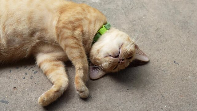 Relaxed orange cat with green collar lies on concrete surface, showcasing its playful demeanor and content expression in charming scene of tranquility.