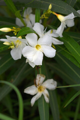 Nerium oleander in bloom, White siplicity bunch of flowers and green leaves on branches, Nerium Oleander shrub white flowers, ornamental shrub branches in daylight, bunch of flowers closeup