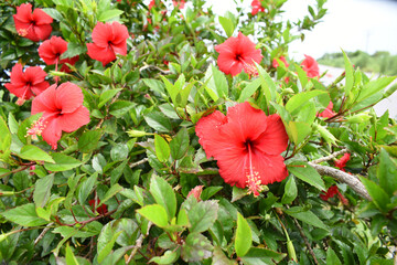 flower of Shoeblackplant plant, red Shoeblackplant flower, shoeblackplant flowers bloom among its dense leaves, Beautiful red flower closeup, Chakwal, Punjab, Pakistan
