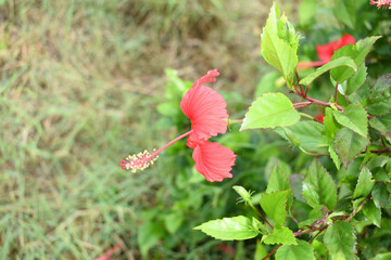 flower of Shoeblackplant plant, red Shoeblackplant flower, shoeblackplant flowers bloom among its dense leaves, Beautiful red flower closeup, Chakwal, Punjab, Pakistan