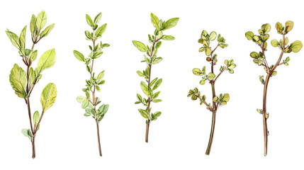 Fresh Thyme Branches Arranged in a Collection on a Clear Background Generative AI