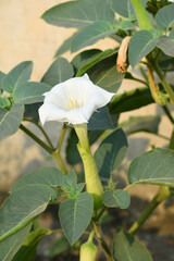 Datura or jimson weed flower closeup, Datura flower, also known as moonflower and jimson weed. Blooms in the evening and each flower only lasts for one day, White flower closeup