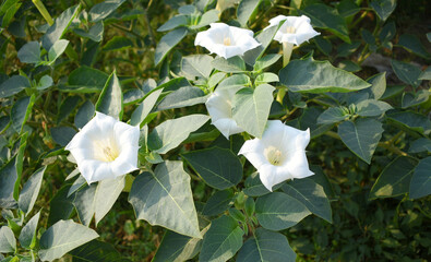 Datura or jimson weed flower closeup, Datura flower, also known as moonflower and jimson weed. Blooms in the evening and each flower only lasts for one day, White flower closeup