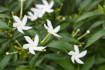 Jasminum sambac (Arabian jasmine or Sambac jasmine) is a species of jasmine native to tropical Asia, white flowers star shape on dark green background, closeup, small white flower, flowers blooming