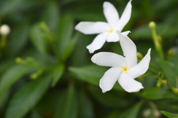 Jasminum sambac (Arabian jasmine or Sambac jasmine) is a species of jasmine native to tropical Asia, white flowers star shape on dark green background, closeup, small white flower, flowers blooming