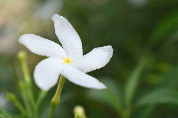 Obraz premium Jasminum sambac (Arabian jasmine or Sambac jasmine) is a species of jasmine native to tropical Asia, white flowers star shape on dark green background, closeup, small white flower, flowers blooming