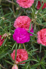 Portulaca grandiflora or moss rose purslane flower closeup, Closeup pink moss rose purslane (portulaca grandiflora) flowers in garden tropical, delicate dreamy of beauty of nature with green leaves
