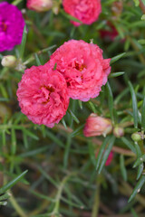 Portulaca grandiflora or moss rose purslane flower closeup, Closeup pink moss rose purslane (portulaca grandiflora) flowers in garden tropical, delicate dreamy of beauty of nature with green leaves