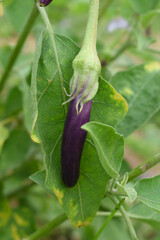 Fresh long purple brinjal (eggplant) hanging on the plant, brinjal in the vegetable field waiting to be picked for consumption. brinjal hanging on the brinjal plant. Fresh vegetable, healthy vegetable