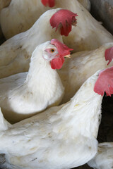 Closeup portrait of White hen at poultry farm, Layer farm, Group of healthy white chicken in poultry farm closeup, hen face closeup in farm, poultry, layer hens for eggs, poultry and livestock Chicken