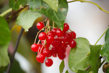 Cluster of Bright Red Berries on a Vine