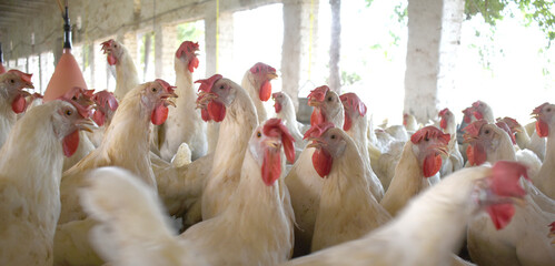 Closeup portrait of White hen at poultry farm, Layer farm, Group of healthy white chicken in...