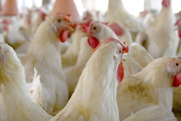 Closeup portrait of White hen at poultry farm, Layer farm, Group of healthy white chicken in poultry farm closeup, hen face closeup in farm, poultry, layer hens for eggs, poultry and livestock Chicken