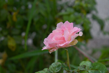 Beautiful pink white rose flower closeup in garden, A very beautiful rose flower bloomed on the rose tree, Rose flower, bloom flowers, Natural spring flower,  Nature
