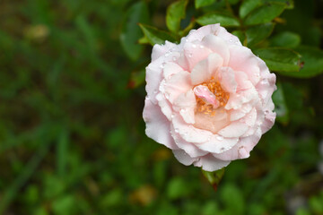 Beautiful pink white rose flower closeup in garden, A very beautiful rose flower bloomed on the rose tree, Rose flower, bloom flowers, Natural spring flower,  Nature