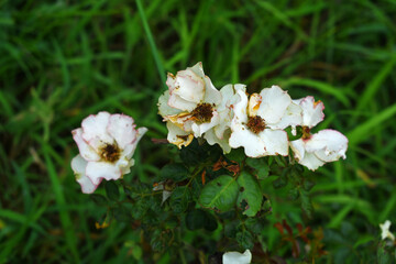 Beautiful White rose flower closeup in garden, A very beautiful rose flower bloomed on the rose tree, Rose flower, bloom flowers, Natural spring flower,  Nature
