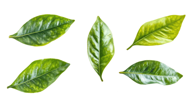 Collection of Green Floating Leaves on a Transparent Background Generative AI