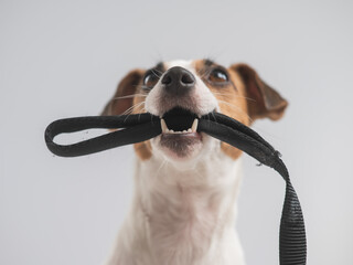 Portrait of a Jack Russell Terrier dog holding a leash on a white background. 