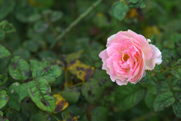 Beautiful pink white rose flower closeup in garden, A very beautiful rose flower bloomed on the rose tree, Rose flower, bloom flowers, Natural spring flower,  Nature